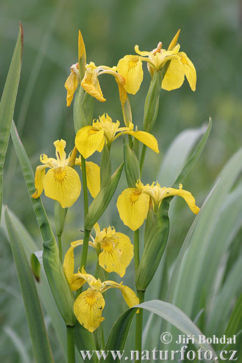 Iris pseudacorus