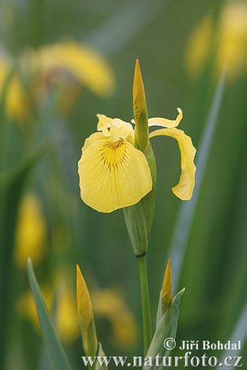 Iris pseudacorus