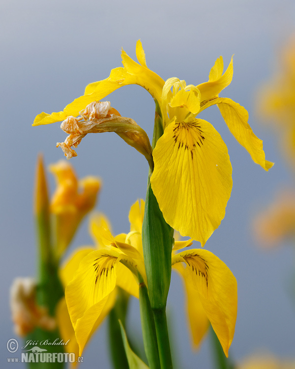 Iris pseudacorus