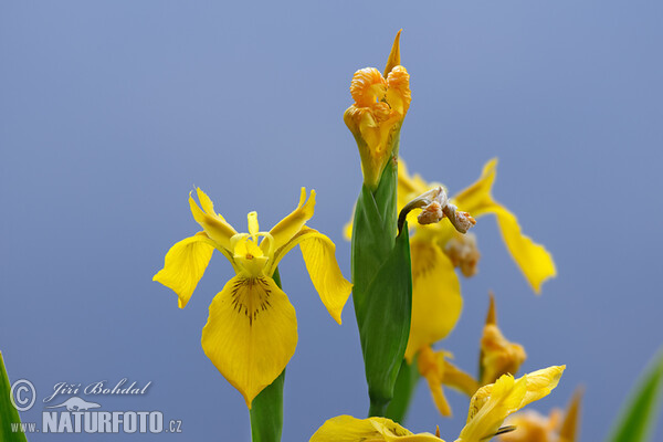 Iris pseudacorus