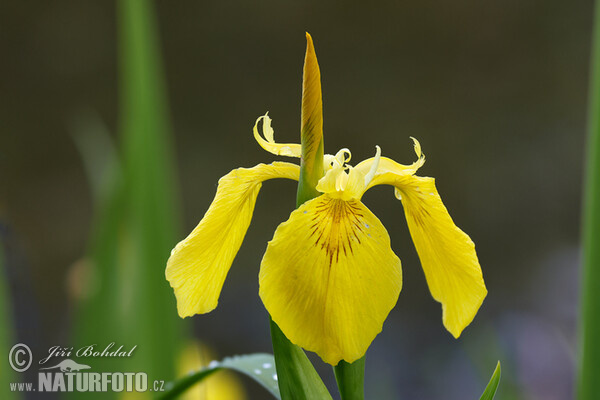 Iris pseudacorus