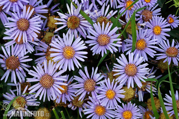 Italian Aster (Aster amellus)