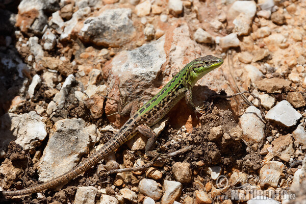 Italian Wall Lizard (Podarcis siculus)