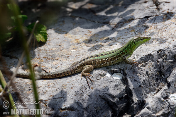 Italian Wall Lizard (Podarcis siculus)