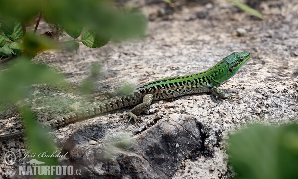 Italian Wall Lizard (Podarcis siculus)