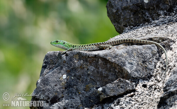 Italian Wall Lizard (Podarcis siculus)