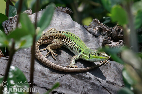 Italian Wall Lizard (Podarcis siculus)