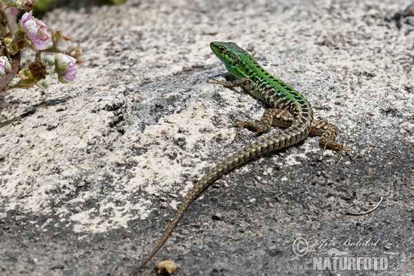 Italian Wall Lizard (Podarcis siculus)