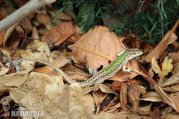 Italian Wall Lizard (Podarcis siculus)