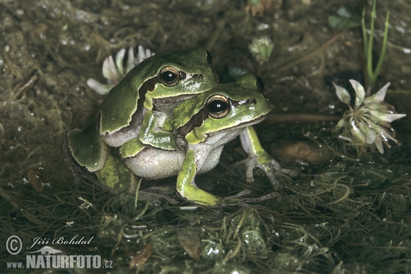 ittelöstlicher Laubfrosch