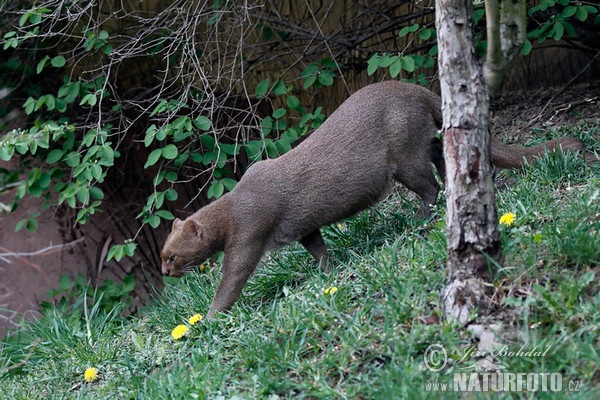 Jaguarundi (Puma yagouaroundi)