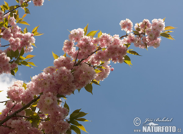 Japanese Flowering Cherry (Prunus serrulata)