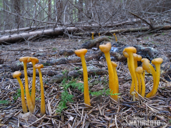 Jellybaby Mushroom (Leotia lubrica)