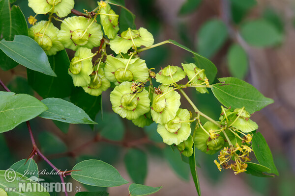 Jeruselem Thorn (Paliurus spina-christi)