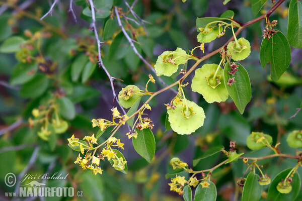 Jeruselem Thorn (Paliurus spina-christi)