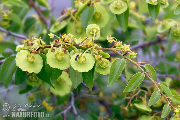 Jeruselem Thorn (Paliurus spina-christi)