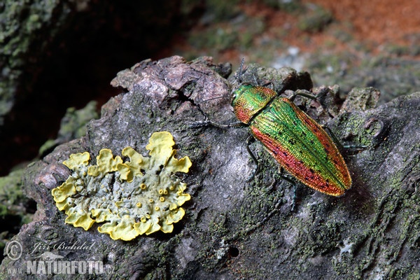 Jewel Beetle (Lamprodila rutilans)