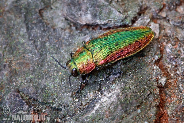 Jewel Beetle (Lamprodila rutilans)