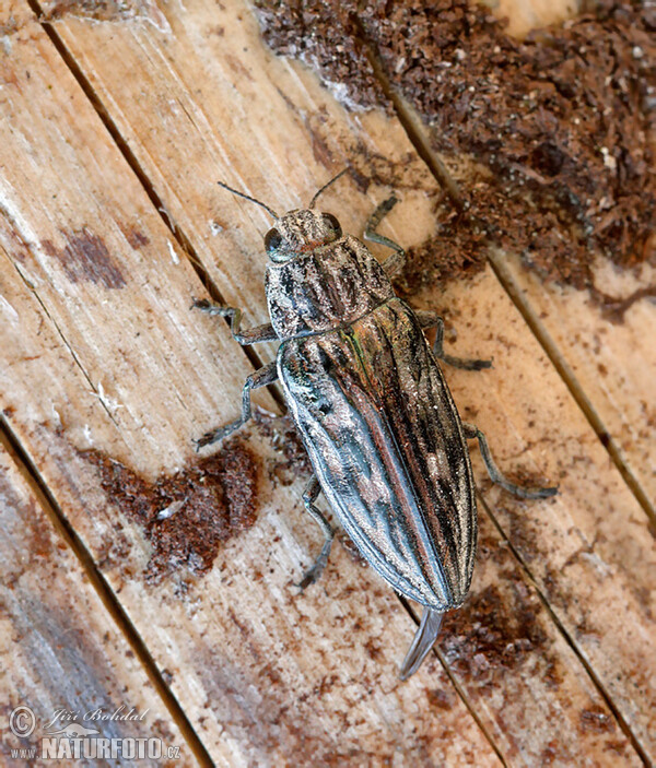 Jewel Beetle (Chalcophora mariana)