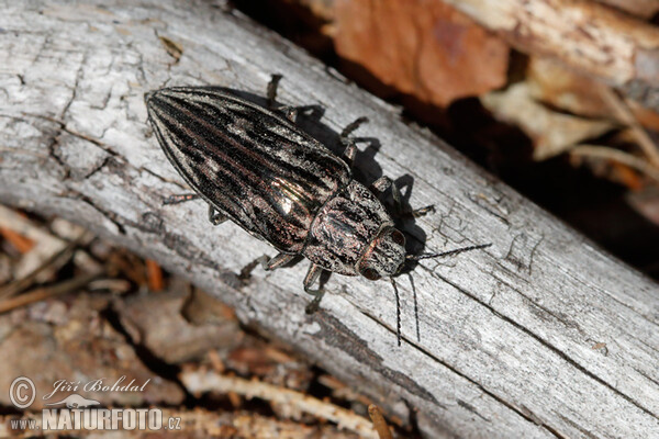 Jewel Beetle (Chalcophora mariana)