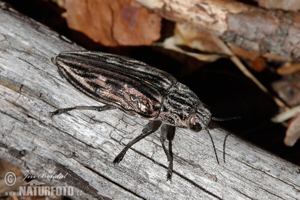 Jewel Beetle (Chalcophora mariana)