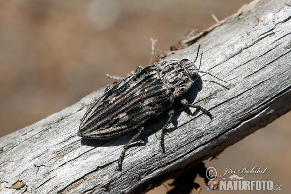 Jewel Beetle (Chalcophora mariana)