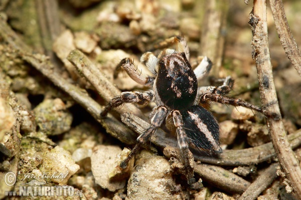 Jumping Spider (Aelurillus v-insignitus)