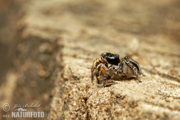 Jumping Spider (Aelurillus v-insignitus)