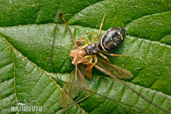 Jumping Spider (Heliophanus flavipes)