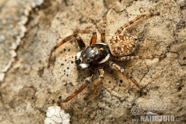 Jumping Spider (Menemerus semilimbatus)