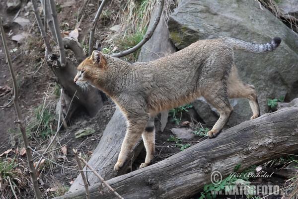 Jungle Cat (Felis chaus)