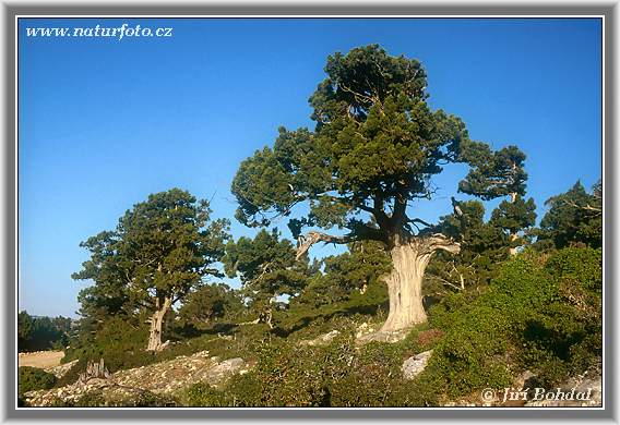 Juniperus