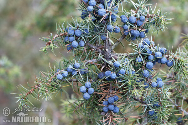 Juniperus communis