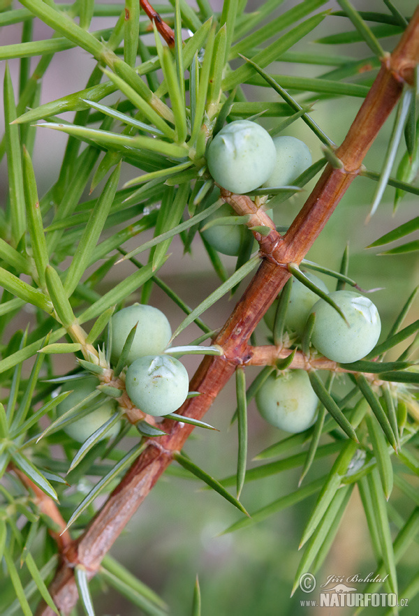 Juniperus communis