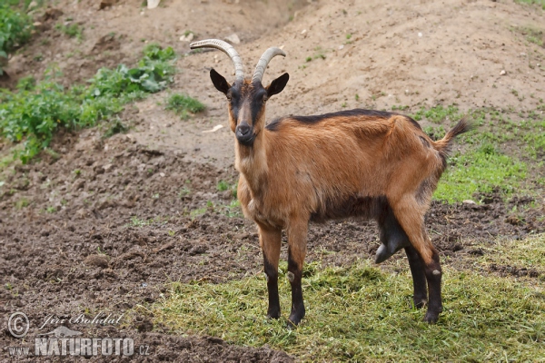 Kambing