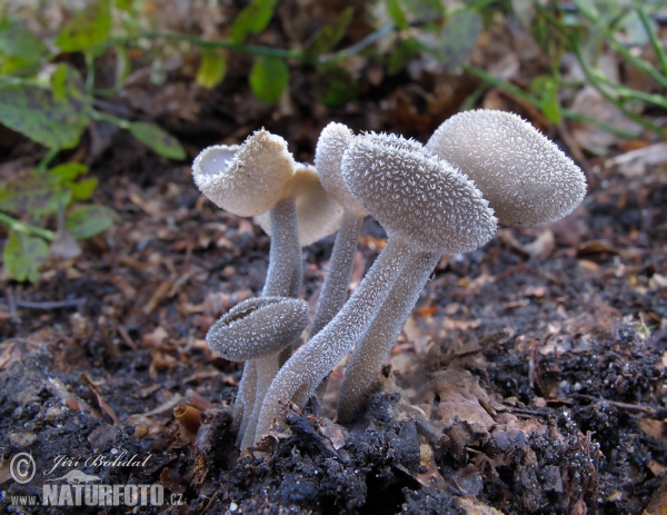 kātkausa rumpucis