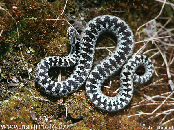 Keresztes vipera