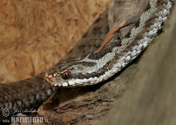 Keresztes vipera