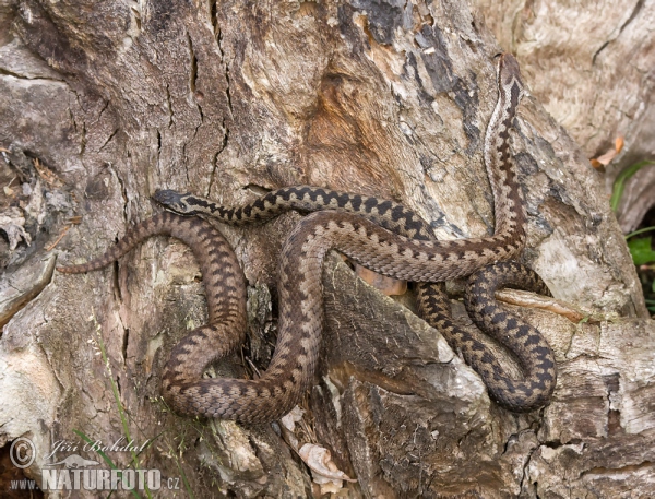 Keresztes vipera