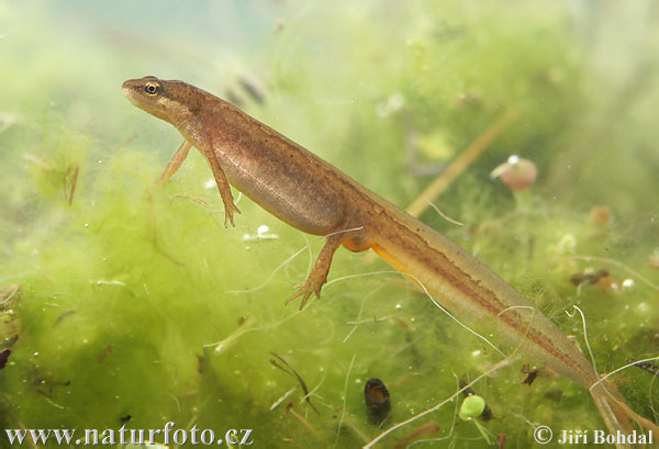 Kleine watersalamander