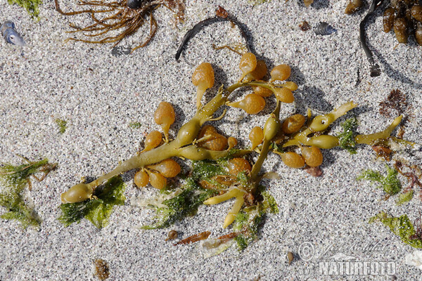 Knotted wrack (Ascophyllum nodosum)