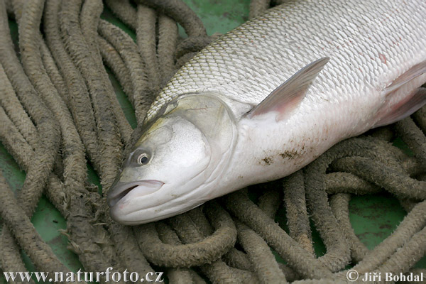 Koca ağız balığı