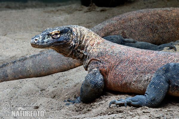 Komodo Dragon (Varanus komodoensis)