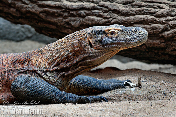 Komodo Dragon (Varanus komodoensis)