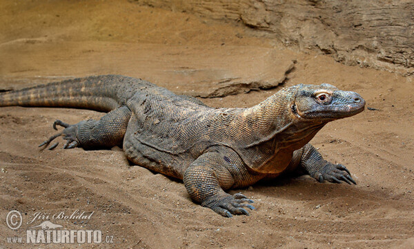 Komodo Dragon (Varanus komodoensis)