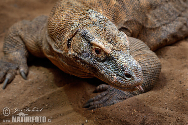 Komodo Dragon (Varanus komodoensis)