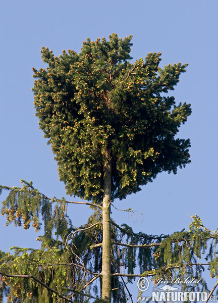 Közönséges lucfenyő