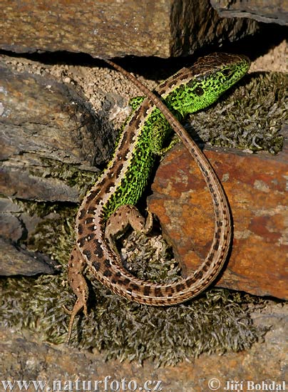 Lacerta agilis