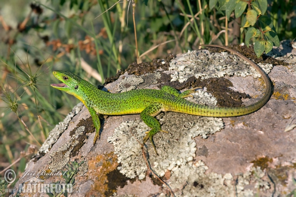 Lacerta trilineata