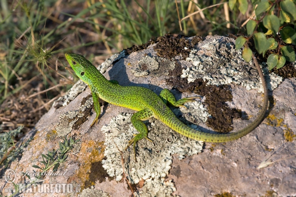 Lacerta trilineata